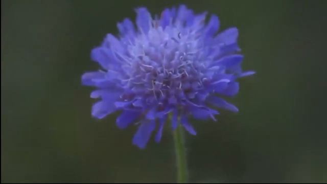 ПРЕПОДОБНЫЙ СЕРАФИМ САРОВСКИЙ О ЦЕЛИ ХРИСТИАНСКОЙ ЖИЗНИ (БЕСЕДА С НИКОЛАЕМ МОТОВИЛОВЫМ) смотреть онлайн