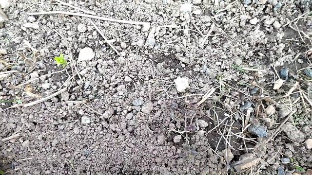 Многолетние цветы в саду, после зимы. Какие многолетники проснулись в начале мая.