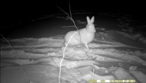 Заячий рай | Тайны и секреты тайги | О зайцах и среде их обитания