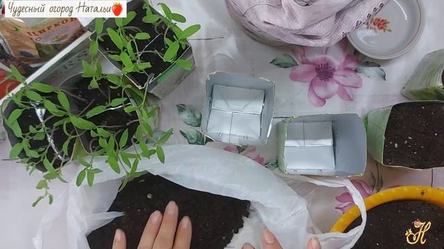 ??Как мы сеем томаты на рассаду Посев томатов на рассаду