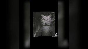 Приколы по Tiny Bunny (Зайчик) из TikTok №4