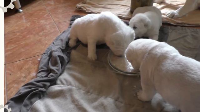 Алабайки-малыши кушают, а мама терпит и ждёт. смотреть онлайн