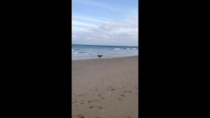 Tripp my blind catahoula pup LOVES the beach! Most people have no clue he's blind! He's so confiden