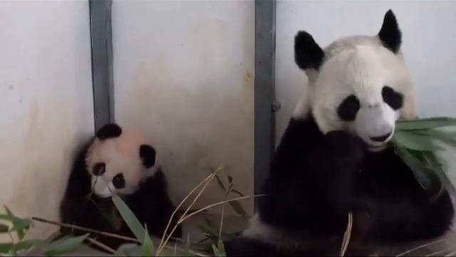 🐼 Катюша уже освоила главный навык любой панды — вкусно кушать, несмотря ни на что. смотреть онлайн