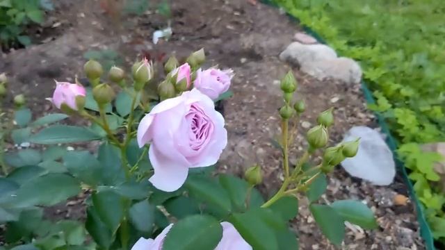 РОЗА ШОПЕН И НАУТИКА В ЛЮБИМКАХ! Митька растет, жизнь украшается!?? смотреть онлайн