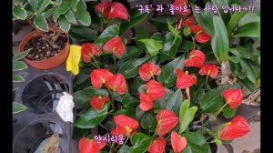 양재화훼단지 내 봄을 알리는 화사한 동양난코너 소개합니다~!Flowers.plants