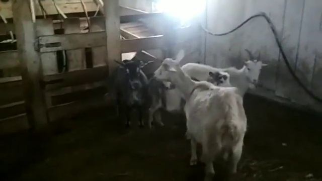 Хитрая коза... Линда медвежатник. смотреть онлайн