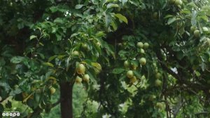 Вальс дождя! Самая красивая мелодия на свете! Эту музыку можно слушать вечно! Музыка Для Души