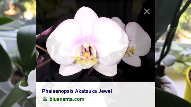 "Ангельская улыбка" Незнакомки из Японии или орхидея "Akatsuka Jewel"! смотреть онлайн