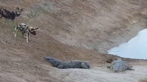 Охота гиеновидных собак. Встреча с крокодилом. Нападение крокодила. Гиеновидная собака.