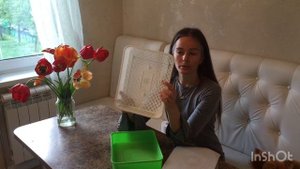 Выращивание микрозелени без земли.