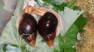 Чем кормить и что едят улитки Ахатины.