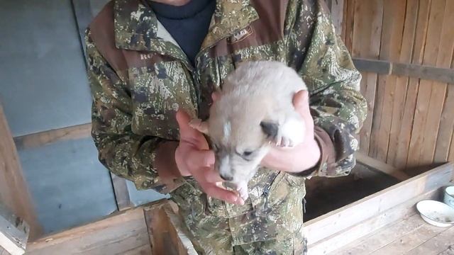 Щенки Западно-Сибирской лайки! Видео по просьбе будущих владельцев!