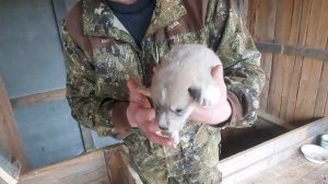 Щенки Западно-Сибирской лайки! Видео по просьбе будущих владельцев!
