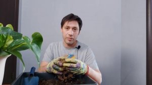 Антуриум и Спатифиллюм посадка в одно кашпо