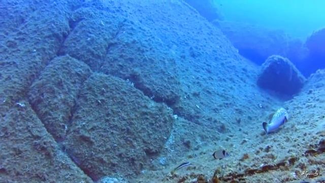 cernie смотреть онлайн