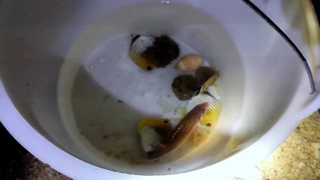 Incredible! Heatwave brings weird marine pearl shellfish. golden pearl смотреть онлайн