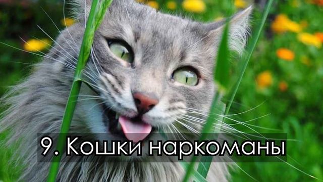 ЧТО НУЖНО ЗНАТЬ ПРО СВОЮ КОШКУ | ИНТЕРЕСНЫЕ ФАКТЫ смотреть онлайн