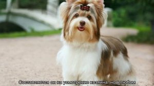 Биро йорк терьер: описание породы собак