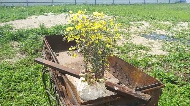 Чудо капуста!!!(Продолжение) смотреть онлайн