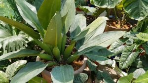 Philodendron Martianum - Fat boy