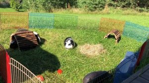 Как приручить морскую свинку к рукам?|СВИНКИ с МОРЯ