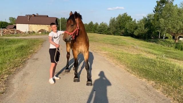 ?Лошак по Владимирських Ваговозах ?На Продажу??? смотреть онлайн