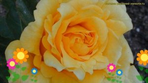 Роза чайно-гибридная Марко Поло. Краткий обзор, описание характеристик Marco Polo