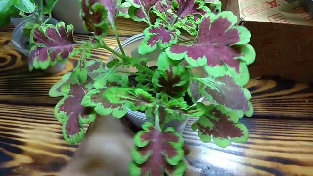 Хотела выбросить маленький росточек, а оказался очень интересный колеус смотреть онлайн