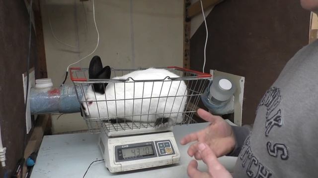 У МЕНЯ НЕ РАСТУТ КРОЛЬЧАТА ПОЧЕМУ КРОЛИКИ НЕ РАСТУТ Разведение кроликов