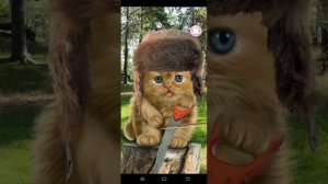 Talking baby cat