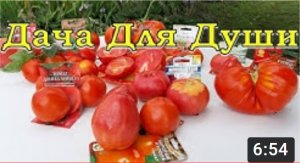 Обзор урожая ТОМАТОВ 2019???
