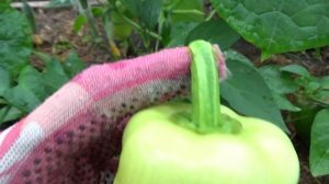 Урожай сладкого перца. Первый сбор.