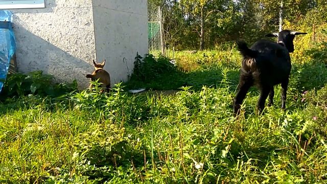 как кормить козлят без козы, таблица кормления, нормы веса и как измерить вес козы без весов смотреть онлайн