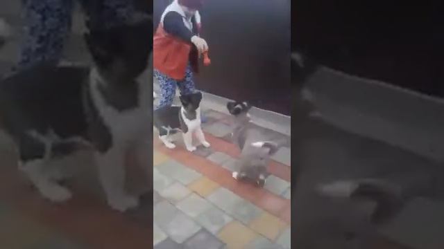 Предлагаются щенки породы американская Акита шоу класса смотреть онлайн