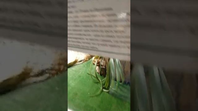 Террариум г. Ставрополь, парк "Победы"! смотреть онлайн