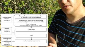 Про семенной картофель (репродукция, покупка и выращивание из семян)