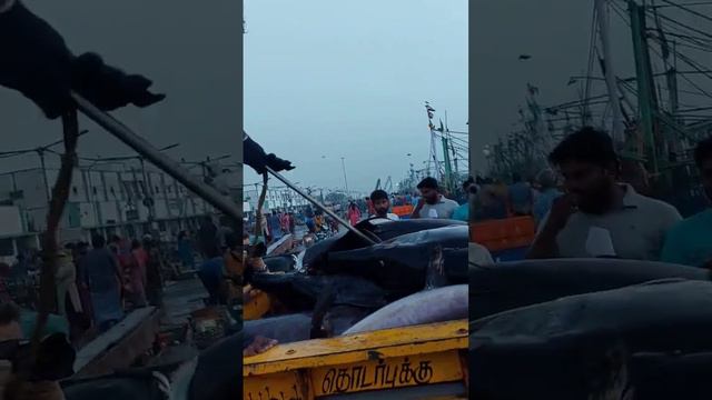 The Biggest Fish in the Bay of Bengal: A Jaw-Dropping Catch | The Fish Cutting | Amazing