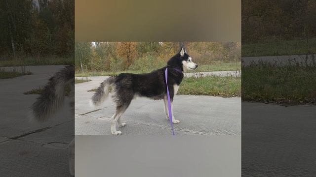День хаски в цирке / Husky day at the circus смотреть онлайн