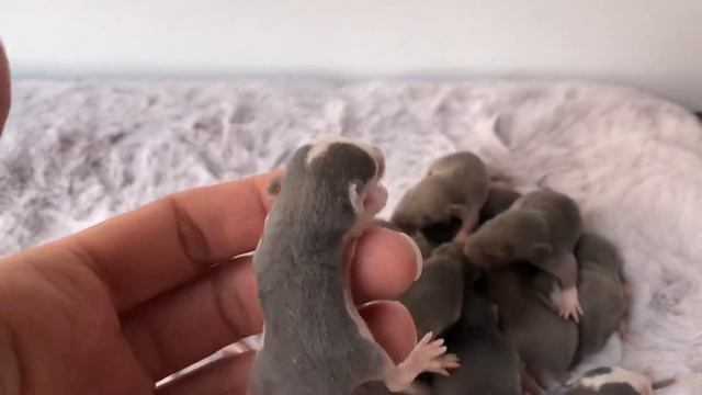 Beautiful Blue Rex Dumbo Husky Roan/self/Berkshire Rat Babies / kits ? смотреть онлайн
