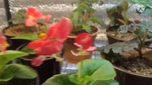 Развитие ампельных бегоний из семян, обзор.