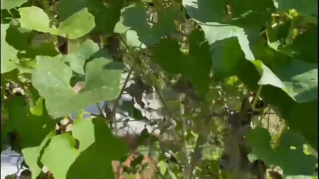 How to Make a Garden Arbor Trellis: DIY garden arch смотреть онлайн