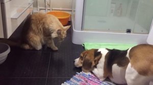 Мейнкун и бигль.