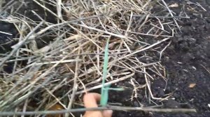 ПОСАДКА КАРТОФЕЛЯ под сено часть 2