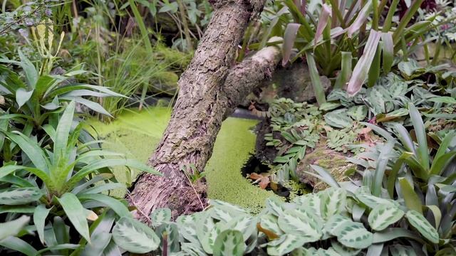 Gartengeschichten: Episode 1 im Tropicarium des Palmengartens Frankfurt смотреть онлайн