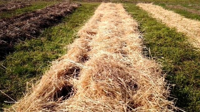 Супер Способ Посадки Картофеля / Картошки Будет В 10 Раз Больше Без Прополки И Лишних Усилий