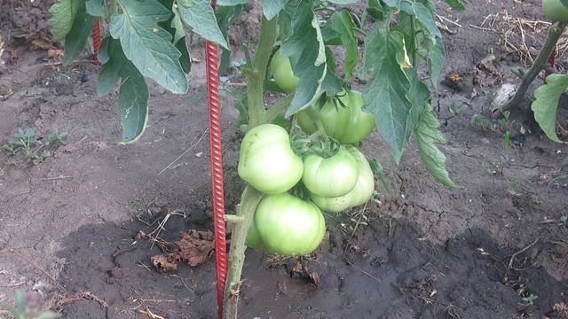 Нашатырный СПИРТ от Тли !!! Подкормка нашатырным спиртом растений !!! смотреть онлайн