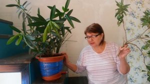 Олеандр. Результат после обработки растений от белокрылки.