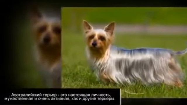 Австралийский шелковистый терьер