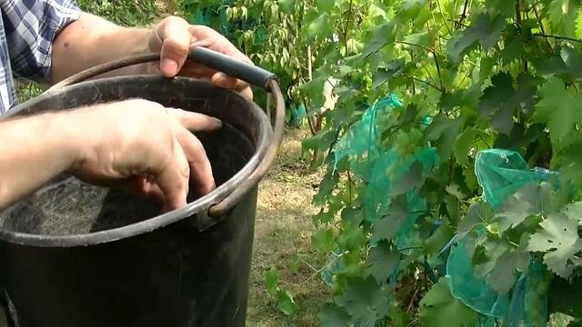 Калий,фосфор,по листу и подавление оидиума на винограднике. смотреть онлайн